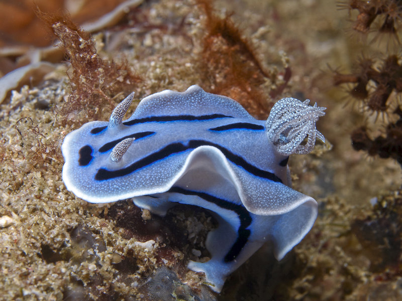Nudibranch, La Laguna Point